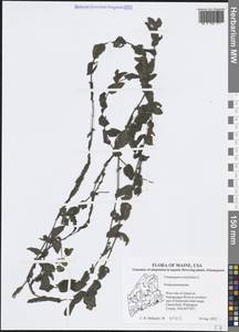 Рдест пронзеннолистный, Рдест стеблеобъемлющий L., Америка (AMER) (США)