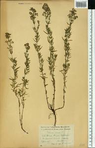 Подмаренник северный L., Восточная Европа, Центральный лесостепной район (E6) (Россия)