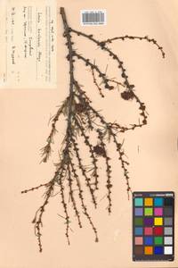 Larix gmelinii var. japonica (Maxim. ex Regel) Pilg., Сибирь, Чукотка и Камчатка (S7) (Россия)