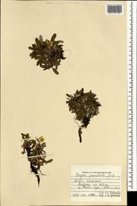 Дриада точечная (Juz.) Hultén, Монголия (MONG) (Монголия)