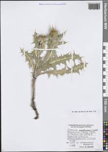 Cousinia auriculata Boiss., Средняя Азия и Казахстан, Памир и Памиро-Алай (M2) (Таджикистан)