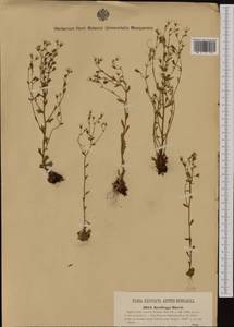 Saxifraga adscendens subsp. blavii (Engler) Hayek, Западная Европа (EUR) (Босния и Герцеговина)