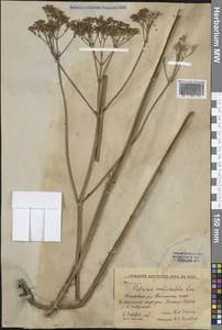 Патриния скабиозолистная Fisch. ex Trevir., Сибирь, Дальний Восток (S6) (Россия)