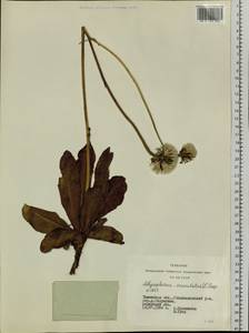 Trommsdorffia maculata (L.) Bernh., Сибирь, Западная Сибирь (S1) (Россия)