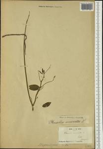 Macroptilium lathyroides (L.)Urb., Австралия и Океания (AUSTR) (Французская Полинезия)