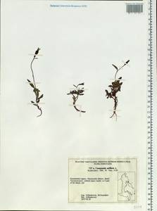 Колокольчик одноцветковый L., Сибирь, Чукотка и Камчатка (S7) (Россия)