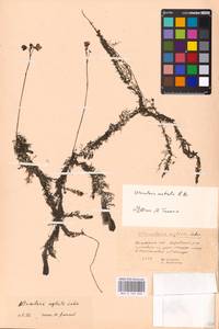 MHA 0 162 626, Utricularia ×neglecta Lehm., Восточная Европа, Центральный район (E4) (Россия)