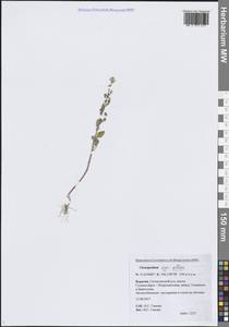 Марь белая L., Сибирь, Прибайкалье и Забайкалье (S4) (Россия)