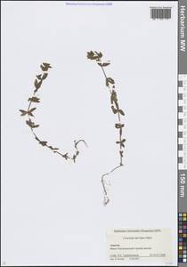 Круциата гладконогая Opiz, Кавказ, Краснодарский край и Адыгея (K1a) (Россия)