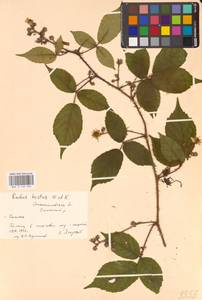 Ежевика щетинистая Waldst. & Kit., Восточная Европа, Западно-Украинский район (E13) (Украина)