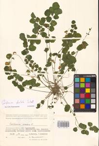 Cardamine pratensis subsp. dentata (Schult.) Čelak., Восточная Европа, Нижневолжский район (E9) (Россия)