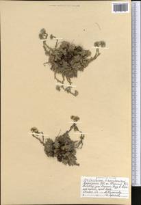 Незабудочник мохнатый (Ledeb.) Bunge, Средняя Азия и Казахстан, Северный и Центральный Тянь-Шань (M4) (Киргизия)