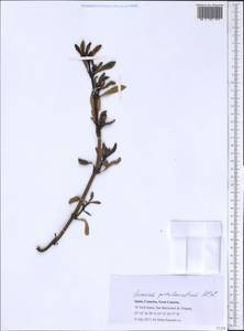 Sesuvium portulacastrum (L.) L., Африка (AFR) (Испания)