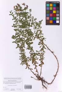 Зверобой продырявленный L., Восточная Европа, Московская область и Москва (E4a) (Россия)