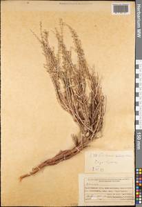 Artemisia scotina Nevski, Средняя Азия и Казахстан, Памир и Памиро-Алай (M2) (Туркмения)