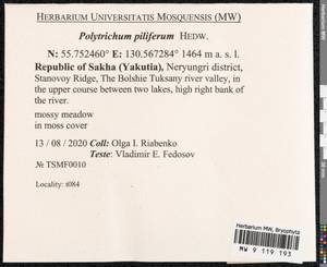 Polytrichum piliferum Hedw., Гербарий мохообразных, Мхи - Якутия (B19) (Россия)