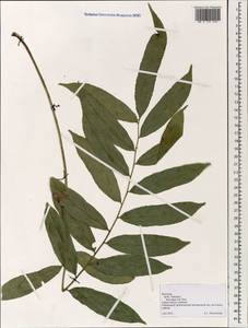 Polypodiopsida, Зарубежная Азия (ASIA) (Вьетнам)