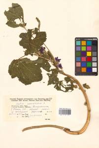 Malva sylvestris var. mauritiana (L.) Boiss., Сибирь, Дальний Восток (S6) (Россия)