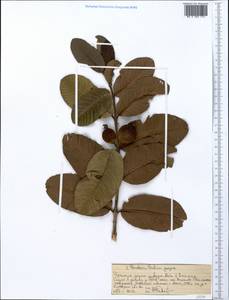 Псидиум гуайява L., Африка (AFR) (Эфиопия)