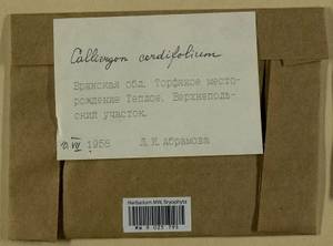 Calliergon cordifolium (Hedw.) Kindb., Гербарий мохообразных, Мхи - Центральное Нечерноземье (B6) (Россия)