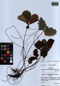 Fragaria × ananassa (Weston) Rozier, Сибирь, Алтай и Саяны (S2) (Россия)