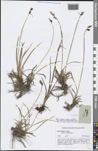 Carex bigelowii subsp. ensifolia (Turcz. ex Gorodkov) Holub, Сибирь, Алтай и Саяны (S2) (Россия)