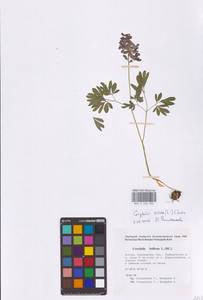 Хохлатка плотная (L.) Clairv., Восточная Европа, Центральный лесостепной район (E6) (Россия)