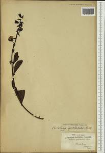 Crotalaria spectabilis Roth, Австралия и Океания (AUSTR) (Французская Полинезия)
