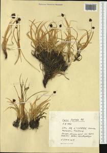 Carex foetida All., Западная Европа (EUR) (Франция)