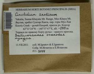 Cinclidium arcticum (Bruch & Schimp.) Schimp., Гербарий мохообразных, Мхи - Якутия (B19) (Россия)