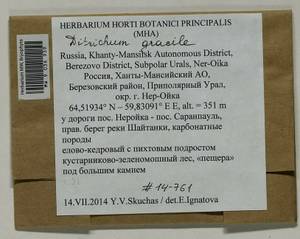 Flexitrichum gracile (Mitt.) Ignatov & Fedosov, Гербарий мохообразных, Мхи - Западная Сибирь (включая Алтай) (B15) (Россия)