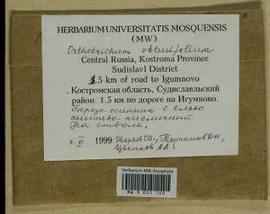 Nyholmiella obtusifolia (Brid.) Holmen & E. Warncke, Гербарий мохообразных, Мхи - Центральное Нечерноземье (B6) (Россия)