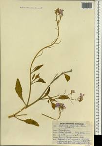 Редька посевная L., Зарубежная Азия (ASIA) (Индия)