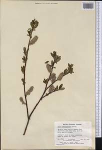 Salix myrtillifolia Anderss., Америка (AMER) (Канада)