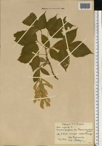 Клен ясенелистный, Клен американский L., Восточная Европа, Нижневолжский район (E9) (Россия)