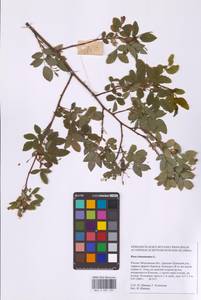 Шиповник майский Herrm., Восточная Европа, Московская область и Москва (E4a) (Россия)