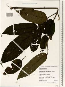 Leea aequata L., Зарубежная Азия (ASIA) (Вьетнам)