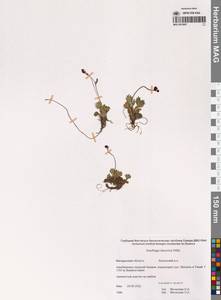 Камнеломка даурская (Willd.) Small, Сибирь, Чукотка и Камчатка (S7) (Россия)