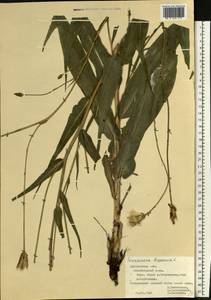 Pseudopodospermum hispanicum subsp. hispanicum, Восточная Европа, Центральный лесостепной район (E6) (Россия)