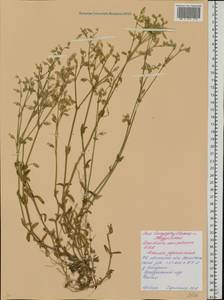 Ясколка костенецевидная, Ясколка дернистая Fr., Восточная Европа, Белоруссия (E3a) (Белоруссия)