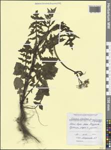 Осот огородный L., Кавказ, Черноморское побережье (от Новороссийска до Адлера) (K3) (Россия)