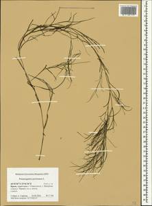 Штукения гребенчатая, Рдест гребенчатый (L.) Börner, Крым (KRYM) (Россия)