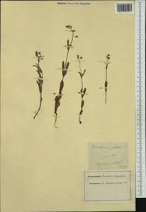 Tuberaria guttata, Западная Европа (EUR) (Франция)