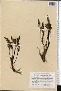 Pedicularis allorrhampha Vved., Средняя Азия и Казахстан, Западный Тянь-Шань и Каратау (M3) (Узбекистан)