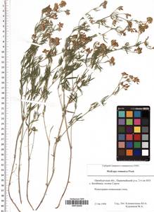 Medicago falcata subsp. falcata, Восточная Европа, Восточный район (E10) (Россия)