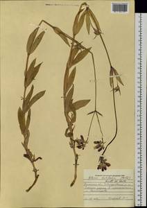 Смолевка обыкновенная, Хлопушка (Moench) Garcke, Сибирь, Западная Сибирь (S1) (Россия)