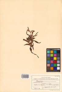 Кенигия аянская (Regel & Tiling) J.H.Xue, Chepinoga & K.P.Ma, Сибирь, Дальний Восток (S6) (Россия)