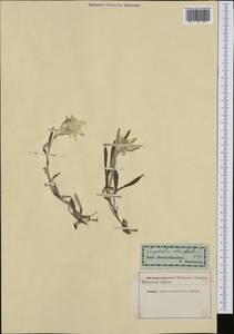 Leontopodium nivale subsp. alpinum (Cass.) Greuter, Западная Европа (EUR) (Словакия)