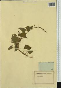 Блитум доброго Генриха (L.) Rchb., Западная Европа (EUR)