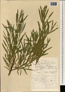 Ива даурская Seemen, Монголия (MONG) (Монголия)